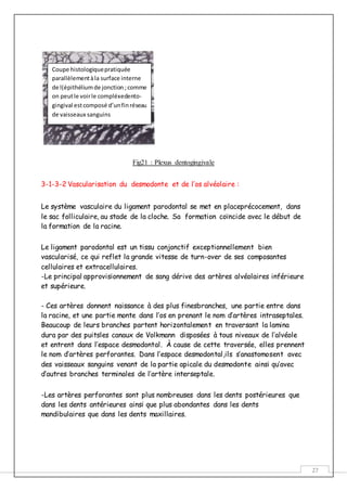 27
Fig21 : Plexus dentogingivale
3-1-3-2 Vascularisation du desmodonte et de l’os alvéolaire :
Le système vasculaire du ligament parodontal se met en placeprécocement, dans
le sac folliculaire, au stade de la cloche. Sa formation coïncide avec le début de
la formation de la racine.
Le ligament parodontal est un tissu conjonctif exceptionnellement bien
vascularisé, ce qui reflet la grande vitesse de turn-over de ses composantes
cellulaires et extracellulaires.
-Le principal approvisionnement de sang dérive des artères alvéolaires inférieure
et supérieure.
- Ces artères donnent naissance à des plus finesbranches, une partie entre dans
la racine, et une partie monte dans l’os en prenant le nom d’artères intraseptales.
Beaucoup de leurs branches partent horizontalement en traversant la lamina
dura par des puitsles canaux de Volkmann disposées à tous niveaux de l’alvéole
et entrent dans l’espace desmodontal. À cause de cette traversée, elles prennent
le nom d’artères perforantes. Dans l’espace desmodontal,ils s’anastomosent avec
des vaisseaux sanguins venant de la partie apicale du desmodonte ainsi qu’avec
d’autres branches terminales de l’artère interseptale.
-Les artères perforantes sont plus nombreuses dans les dents postérieures que
dans les dents antérieures ainsi que plus abondantes dans les dents
mandibulaires que dans les dents maxillaires.
Coupe histologiquepratiquée
parallèlementàla surface interne
de l(épithéliumde jonction ;comme
on peutle voirle compléxedento-
gingival estcomposé d’unfinréseau
de vaisseaux sanguins
 