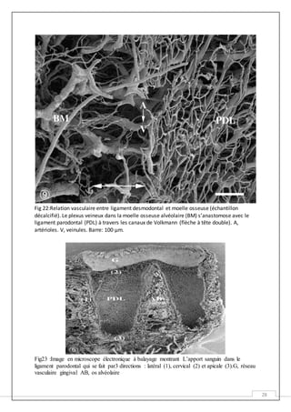 28
Fig 22:Relation vasculaire entre ligament desmodontal et moelle osseuse (échantillon
décalcifié). Le plexus veineux dans la moelle osseuse alvéolaire (BM) s’anastomose avec le
ligament parodontal (PDL) à travers les canaux de Volkmann (flèche à tête double). A,
artérioles. V, veinules. Barre: 100 μm.
Fig23 :Image en microscope électronique à balayage montrant L’apport sanguin dans le
ligament parodontal qui se fait par3 directions : latéral (1), cervical (2) et apicale (3).G, réseau
vasculaire gingival AB, os alvéolaire
 