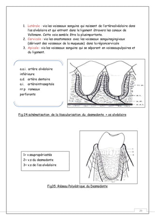 29
1. Latérale : via les vaisseaux sanguins qui naissent de l’artèrealvéolaire dans
l’os alvéolaire et qui entrent dans le ligament àtravers les canaux de
Volkmann. Cette voie semble être la plusimportante.
2. Cervicale : via les anastomoses avec les vaisseaux sanguinsgingivaux
(dérivant des vaisseaux de la muqueuse) dans la régioncervicale
3. Apicale : via les vaisseaux sanguins qui se séparent en vaisseaupulpaires et
du ligament.
Fig 24:schématisation de la Vascularisation du desmodonte + os alvéolaire
Fig35 :Réseau Polyédrique du Desmodonte
a.a.i. artère alvéolaire
inférieure
a.d. artère dentaire
a.i. artèreintraseptale
rr.p rameaux
perforants
1= v.ssuprapériostés
2= v.s du desmodonte
3= v.s de l’os alvéolaire
 