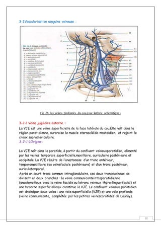 30
3-2Vascularisation sanguins veineuse :
Fig 26: les veines profondes du cou (vue latérele schématique)
3-2-1 Veine jugulaire externe :
La VJE est une veine superficielle de la face latérale du cou.Elle naît dans la
région parotidienne, surcroise le muscle sternocléido-mastoïdien, et rejoint le
creux supraclaviculaire.
3-2-1-1Origine :
La VJE naît dans la parotide, à partir du confluent veineuxparotidien, alimenté
par les veines temporale superficielle,maxillaire, auriculaire postérieure et
occipitale. La VJE résulte de l’anastomose d’un tronc antérieur,
temporomaxillaire (ou veinefaciale postérieure) et d’un tronc postérieur,
auriculotemporal.
Après un court tronc commun intraglandulaire, ces deux troncsveineux se
divisent en deux branches : la veine communicanteintraparotidienne
(anastomotique avec la veine faciale ou letronc veineux thyro-linguo-facial) et
une branche superficiellequi constitue la VJE. Le confluent veineux parotidien
est drainépar deux voies : une voie superficielle (VJE) et une voie profonde
(veine communicante, complétée par les petites veinescarotides de Launay).
 
