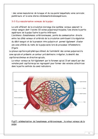 33
• des veines musculaires de la nuque et du cou parmi lesquellesla veine cervicale
postérieure et la veine sterno-cléidomastoïdiennesupérieure.
3-2-2 La vascularisation veineuse de la pulpe :
Le coté efférent de la circulation s’arrange d’un système veineux assurant le
retour sanguin dont il existe 02 veines pulpaires principales, l’une draine la partie
supérieure de la pulpe l’autre la partie inférieure
L’existence d’anastomoses artérioveineuses, points de communication directe
entre les côtés veineux et artériels de la circulation contribuent à la régulation
du débit sanguin et de la pression intra pulpaire et permet également d’isoler
une zone altérée du reste de la pulpe saine lors de processus inflammatoire
(figure
Le plexus capillaire périphérique s’étend de l’extrémité des cornes pulpaires à la
zone apicale et présente un contour pré dentinaire irrégulier, la densité des
capillaires diminue en direction apicale,
Le retour veineux se fait également par le foramen apical. Il est assuré par des
veinules post capillaires qui se regroupent pour former des veinules collectrices
dans la partie centrale du canal radiculaire.
Fig27 : schématisation de l’anastomose artérioveineuse , le retour veineux de la
pulpe
 