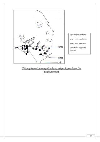 37
F28 : représentation du système lymphatique du parodonte (les
lymphonoeuds)
Cp = cervical profond
sma = sous maxillaires
sme = sousmentaux
jd = chaîne jugulaire
interne
 