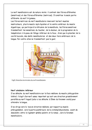 42
Le nerf mandibulaire est de nature mixte: il contient des fibres afférentes
(sensitives) et des fibres efférentes (motrices). Il constitue la seule partie
efférente du nerf trijumeau.
Les fibres motrices du nerf mandibulaire innervent les huit muscles
masticateurs, plus le muscle mylo-hyodien et le ventre antérieur du muscle
digastrique, qui participe à la rétrusion de la mandibule, les fibres sensitives
transmettent les sensations du toucher, de la douleur, de la progression de la
température à la peau de l’étage inférieur de la face; Ainsi que le plancher de la
cavité buccale, des dents mandibulaires et des deux tiers antérieurs de la
langue. Par contre elles ne transmettent pas le gout.
Fig31: Branchesterminales dunerf mandibulaire
Nerf alvéolaire inférieur
Il se détache du nerf mandibulaire sur la face médiane du muscle ptérygoidien
latéral; il s’agit d’un nerf assez important qui suit une direction grossièrement
parallèle au nerf lingual (celui-ci se détache à 15mm du foramen ovale) pour
atteindre la langue.
Il se dirige vers le bas en direction médiane par rapport au muscle
ptérygomédial, vers la partie postérieure de la cretemylohyoidienne, avant de
descendre entre le ligament sphéno-palatin et le ramus , vers le foramen
mandibulaire .
 