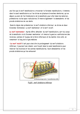 43
une fois que le nerf mandibulaire a traverser le foramen mandibulaire, il chemine
dans le canal mandibulaire ou il se divise en plusieurs branches dentaires, qui se
sépare au sein de l’os trabéculaire de la mandibule pour aller dans les molaires ,
prémolaires via les apex radiculaires. Il innerve également le desmodonte et les
procés alvéolaires de ces dents.
Dans la région des prémolaires, le nerf alvéolaire inferieur se divise en deux
branches terminales: Le nerf mentonnier et le nerf incisif.
Le nerf mentonnier: Après s’être détacher du nerf mandibulaire, sort du corps
de la mandibule via le foramen mentonnier et innerve la gencive vestibulaires des
incisives, canines et la peau de la lèvre inferieure et du menton d’un coté, en
remontant le long de la ligne médiane
-Le nerf incisif:il est pour ainsi dire le prolongement du nerf alvéolaire
inférieur; il poursuit son chemin vers l’avant dans le canal mandibulaire pour
innerver les incisives et les canines mandibulaires, leurs demodontes et les
procès alvéolaires qui les entourent
Fig32 : nerf alvéolaire inférieur
 