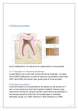 44
4-2 Innervation de l’odonte :
fig 33: schématisation de l’innervation de l’organe dentaire et du parodonte
4-2-1 Topographie de l’innervation périphérique :
La pulpe dentaire est un des tissus les plus innervés de l’organisme : on compte
environ 2000 à 2500 axones au niveau de l’apex pour une prémolaire adulte (Nair
1995, Byers 1984). Elle contient deux grands types de fibres nerveuses
4-2-2 Innervation sensitive
L’innervation sensitive de la pulpe dentaire est assurée par des neurones en T
dont le corps cellulaire est situé dans le ganglion trigéminal. Plusieurs types
cellulaires ont été décrits: des gros neurones reliés à des fibres myélinisées et
des neurones plus petits reliés à des fibres amyéliniques ou faiblement
myélinisées (Kruger et al. 1989, Azérad et al. 1992, Ichikawa et al. 1995).
 