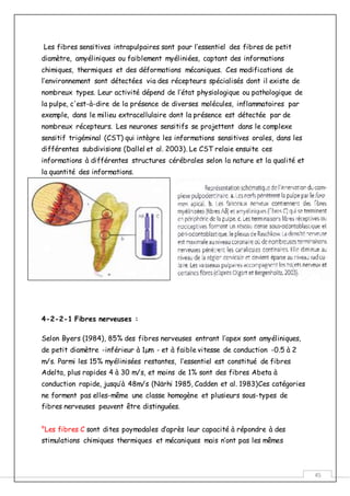 45
Les fibres sensitives intrapulpaires sont pour l’essentiel des fibres de petit
diamètre, amyéliniques ou faiblement myéliniées, captant des informations
chimiques, thermiques et des déformations mécaniques. Ces modifications de
l’environnement sont détectées via des récepteurs spécialisés dont il existe de
nombreux types. Leur activité dépend de l’état physiologique ou pathologique de
la pulpe, c'est-à-dire de la présence de diverses molécules, inflammatoires par
exemple, dans le milieu extracellulaire dont la présence est détectée par de
nombreux récepteurs. Les neurones sensitifs se projettent dans le complexe
sensitif trigéminal (CST) qui intègre les informations sensitives orales, dans les
différentes subdivisions (Dallel et al. 2003). Le CST relaie ensuite ces
informations à différentes structures cérébrales selon la nature et la qualité et
la quantité des informations.
4-2-2-1 Fibres nerveuses :
Selon Byers (1984), 85% des fibres nerveuses entrant l’apex sont amyéliniques,
de petit diamètre -inférieur à 1µm - et à faible vitesse de conduction -0.5 à 2
m/s. Parmi les 15% myélinisées restantes, l’essentiel est constitué de fibres
Adelta, plus rapides 4 à 30 m/s, et moins de 1% sont des fibres Abeta à
conduction rapide, jusqu’à 48m/s (Närhi 1985, Cadden et al. 1983)Ces catégories
ne forment pas elles-même une classe homogène et plusieurs sous-types de
fibres nerveuses peuvent être distinguées.
°Les fibres C sont dites poymodales d’après leur capacité à répondre à des
stimulations chimiques thermiques et mécaniques mais n’ont pas les mêmes
 