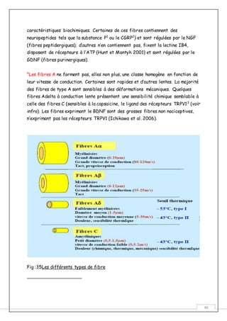 46
caractéristiques biochimiques. Certaines de ces fibres contiennent des
neuropeptides tels que la substance P1
ou le CGRP2
) et sont régulées par le NGF
(fibres peptidergiques); d’autres n’en contiennent pas, fixent la lectine IB4,
disposent de récepteurs à l’ATP (Hunt et Mantyh 2001) et sont régulées par le
GDNF (fibres purinergiques).
°Les fibres A ne forment pas, elles non plus, une classe homogène en fonction de
leur vitesse de conduction. Certaines sont rapides et d’autres lentes. La majorité
des fibres de type A sont sensibles à des déformations mécaniques. Quelques
fibres Adelta à conduction lente présentent une sensibilité chimique semblable à
celle des fibres C (sensibles à la capsaicine, le ligand des récepteurs TRPV13
(voir
infra). Les fibres exprimant le BDNF sont des grosses fibres non nociceptives,
n’exprimant pas les récepteurs TRPV1 (Ichikawa et al. 2006).
Fig :35Les différents types de fibre
 