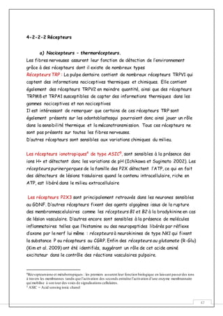 47
4-2-2-2 Récepteurs
a) Nocicepteurs – thermorécepteurs.
Les fibres nerveuses assurent leur fonction de détection de l’environnement
grâce à des récepteurs dont il existe de nombreux types
Récepteurs TRP : La pulpe dentaire contient de nombreux récepteurs TRPV1 qui
captent des informations nociceptives thermiques et chimiques. Elle contient
également des récepteurs TRPV2 en moindre quantité, ainsi que des récepteurs
TRPM8 et TRPA1 susceptibles de capter des informations thermiques dans les
gammes nociceptives et non nociceptives
Il est intéressant de remarquer que certains de ces récepteurs TRP sont
également présents sur les odontoblastesqui pourraient donc ainsi jouer un rôle
dans la sensibilité thermique et la mécanotransmission. Tous ces récepteurs ne
sont pas présents sur toutes les fibres nerveuses.
D’autres récepteurs sont sensibles aux variations chimiques du milieu.
Les récepteurs ionotropiques4
de type ASIC5
, sont sensibles à la présence des
ions H+ et détectent donc les variations de pH (Ichikawa et Sugimoto 2002). Les
récepteurs purinergerques de la famille des P2X détectent l’ATP, ce qui en fait
des détecteurs de lésions tissulaires quand le contenu intracellulaire, riche en
ATP, est libéré dans le milieu extracellulaire
Les récepteurs P2X3 sont principalement retrouvés dans les neurones sensibles
au GDNF. D’autres récepteurs fixent des agents algogènes issus de la rupture
des membrannescelulaires comme les récepteurs B1 et B2 à la bradykinine en cas
de lésion vasculaire. D’autres encore sont sensibles à la présence de molécules
inflammatoires telles que l’histamine ou des neuropeptides libérés par réflexe
d’axone par le nerf lui même : récepteurs à neurokinines de type NK1 qui fixent
la substance P ou récepteurs au CGRP. Enfin des récepteurs au glutamate (R-Glu)
(Kim et al. 2009) ont été identifiés, suggérant un rôle de cet acide aminé
excitateur dans le contrôle des réactions vasculaires pulpaire.
4Récvepteursiono et métabotropiques : les premiers assurent leur fonction biologique en laissant passerdes ions
à travers les membrannes tandis que l’activation des seconds entraîne l’activation d’une enzyme membrannaire
qui mobilise à son tour des voies de signalisations cellulaires.
5 ASIC = Acid sensing ionic chanel
 