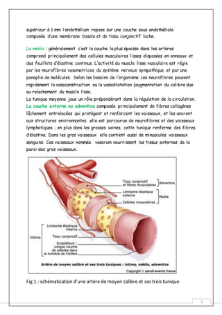5
supérieur à 1 mm l’endothélium repose sur une couche sous endothéliale
composée d’une membrane basale et de tissu conjonctif lache.
La média : généralement c’est la couche la plus épaisse dans les artères
comprend principalement des cellules musculaires lisses disposées en anneaux et
des feuillets d’élastine continus. L’activité du muscle lisse vasculaire est régie
par les neurofibres vasomotrices du système nerveux sympathique et par une
panoplie de molécules. Selon les besoins de l’organisme ces neurofibres peuvent
rapidement la vasoconstruction ou la vasodilatation (augmentation du calibre due
au relachement du muscle lisse.
La tunique moyenne joue un rôle prépondérant dans la régulation de la circulation.
La couche externe ou adventice composée principalement de fibres collagènes
lâchement entrelacées qui protègent et renforcent les vaisseaux, et les ancrent
aux structures environnantes .elle est parcourue de neurofibres et des vaisseaux
lymphatiques ; en plus dans les grosses veines, cette tunique renferme des fibres
d’élastine. Dans les gros vaisseaux elle contient aussi de minuscules vaisseaux
sanguins. Ces vaisseaux nommée vasorum nourrissent les tissus externes de la
paroi des gros vaisseaux.
Fig 1 : schématisation d’une artère de moyen calibre et ses trois tunique
 