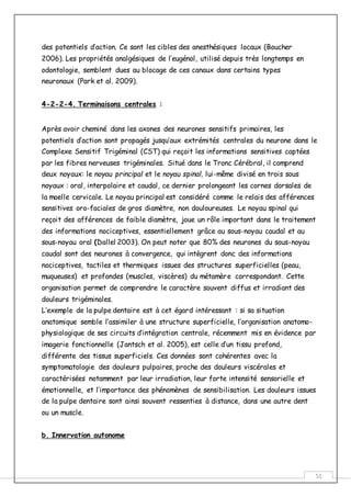 51
des potentiels d’action. Ce sont les cibles des anesthésiques locaux (Boucher
2006). Les propriétés analgésiques de l’eugénol, utilisé depuis très longtemps en
odontologie, semblent dues au blocage de ces canaux dans certains types
neuronaux (Park et al. 2009).
4-2-2-4. Terminaisons centrales :
Après avoir cheminé dans les axones des neurones sensitifs primaires, les
potentiels d’action sont propagés jusqu’aux extrémités centrales du neurone dans le
Complexe Sensitif Trigéminal (CST) qui reçoit les informations sensitives captées
par les fibres nerveuses trigéminales. Situé dans le Tronc Cérébral, il comprend
deux noyaux: le noyau principal et le noyau spinal, lui-même divisé en trois sous
noyaux : oral, interpolaire et caudal, ce dernier prolongeant les cornes dorsales de
la moelle cervicale. Le noyau principal est considéré comme le relais des afférences
sensitives oro-faciales de gros diamètre, non douloureuses. Le noyau spinal qui
reçoit des afférences de faible diamètre, joue un rôle important dans le traitement
des informations nociceptives, essentiellement grâce au sous-noyau caudal et au
sous-noyau oral (Dallel 2003). On peut noter que 80% des neurones du sous-noyau
caudal sont des neurones à convergence, qui intègrent donc des informations
nociceptives, tactiles et thermiques issues des structures superficielles (peau,
muqueuses) et profondes (muscles, viscères) du métamère correspondant. Cette
organisation permet de comprendre le caractère souvent diffus et irradiant des
douleurs trigéminales.
L’exemple de la pulpe dentaire est à cet égard intéressant : si sa situation
anatomique semble l’assimiler à une structure superficielle, l’organisation anatomo-
physiologique de ses circuits d’intégration centrale, récemment mis en évidence par
imagerie fonctionnelle (Jantsch et al. 2005), est celle d’un tissu profond,
différente des tissus superficiels. Ces données sont cohérentes avec la
symptomatologie des douleurs pulpaires, proche des douleurs viscérales et
caractérisées notamment par leur irradiation, leur forte intensité sensorielle et
émotionnelle, et l’importance des phénomènes de sensibilisation. Les douleurs issues
de la pulpe dentaire sont ainsi souvent ressenties à distance, dans une autre dent
ou un muscle.
b. Innervation autonome
 