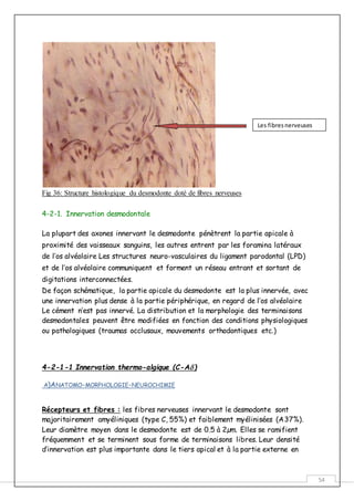 54
Fig 36: Structure histologique du desmodonte doté de fibres nerveuses
4-2-1. Innervation desmodontale
La plupart des axones innervant le desmodonte pénètrent la partie apicale à
proximité des vaisseaux sanguins, les autres entrent par les foramina latéraux
de l’os alvéolaire Les structures neuro-vasculaires du ligament parodontal (LPD)
et de l’os alvéolaire communiquent et forment un réseau entrant et sortant de
digitations interconnectées.
De façon schématique, la partie apicale du desmodonte est la plus innervée, avec
une innervation plus dense à la partie périphérique, en regard de l’os alvéolaire
Le cément n’est pas innervé. La distribution et la morphologie des terminaisons
desmodontales peuvent être modifiées en fonction des conditions physiologiques
ou pathologiques (traumas occlusaux, mouvements orthodontiques etc.)
4-2-1-1 Innervation thermo-algique (C-A)
A)ANATOMO-MORPHOLOGIE-NEUROCHIMIE
Récepteurs et fibres : les fibres nerveuses innervant le desmodonte sont
majoritairement amyéliniques (type C, 55%) et faiblement myélinisées (A37%).
Leur diamètre moyen dans le desmodonte est de 0.5 à 2µm. Elles se ramifient
fréquemment et se terminent sous forme de terminaisons libres. Leur densité
d’innervation est plus importante dans le tiers apical et à la partie externe en
Les fibresnerveuses
 