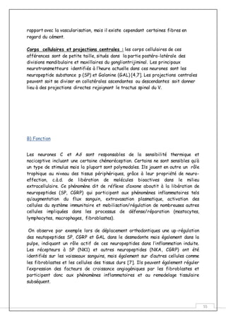 55
rapport avec la vascularisation, mais il existe cependant certaines fibres en
regard du cément.
Corps cellulaires et projections centrales : les corps cellulaires de ces
afférences sont de petite taille, situés dans la partie postéro-latérale des
divisions mandibulaire et maxillaires du gongliontrijiminal. Les principaux
neurotransmetteurs identifiés à l’heure actuelle dans ces neurones sont les
neuropeptide substance p (SP) et Galanine (GAL) [4,7]. Les projections centrales
peuvent soit se diviser en collatérales ascendantes ou descendantes soit donner
lieu à des projections directes rejoignant le tractus spinal du V.
B) Fonction
Les neurones C et A sont responsables de la sensibilité thermique et
nociceptive incluant une certaine chémoréception. Certains ne sont sensibles qu’à
un type de stimulus mais la plupart sont polymodales. Ils jouent en outre un rôle
trophique au niveau des tissus périphériques, grâce à leur propriété de neuro-
effection, c.à.d. de libération de molécules bioactives dans le milieu
extracellulaire. Ce phénomène dit de réflexe d’axone aboutit à la libération de
neuropeptides (SP, CGRP) qui participent aux phénomènes inflammatoires tels
qu’augmentation du flux sanguin, extravasation plasmatique, activation des
cellules du système immunitaire et mobilisation/régulation de nombreuses autres
cellules impliquées dans les processus de défense/réparation (mastocytes,
lymphocytes, macrophages, fibroblastes).
On observe par exemple lors de déplacement orthodontiques une up-régulation
des neutopeptides SP, CGRP et GAL dans le desmodonte mais également dans la
pulpe, indiquant un rôle actif de ces neuropeptides dans l’inflammation induite.
Les récepteurs à SP (NK1) et autres neuropeptides (NKA, CGRP) ont été
identifiés sur les vaisseaux sanguins, mais également sur d’autres cellules comme
les fibroblastes et les cellules des tissus durs [7]. Ils peuvent également réguler
l’expression des facteurs de croissance angiogéniques par les fibroblastes et
participent donc aux phénomènes inflammatoires et au remodelage tissulaire
subséquent.
 