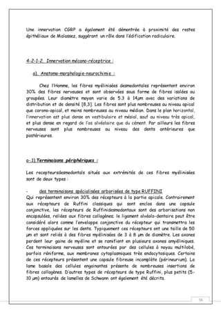 56
Une innervation CGRP a également été démontrée à proximité des restes
épithéliaux de Malassez, suggérant un rôle dans l’édification radiculaire.
4-2-1-2. Innervation mécano-réceptrice :
a). Anatomo-morphologie-neurochimie :
Chez l’Homme, les fibres myélinisées desmodontales représentent environ
30% des fibres nerveuses et sont observées sous forme de fibres isolées ou
groupées. Leur diamètre moyen varie de 5.3 à 14µm avec des variations de
distribution et de densité [8,3]. Les fibres sont plus nombreuses au niveau apical
que corono-apical, et moins nombreuses au niveau médian. Dans le plan horizontal,
l’innervation est plus dense en vestibulaire et mésial, sauf au niveau très apical,
et plus dense en regard de l’os alvéolaire que du cément. Par ailleurs les fibres
nerveuses sont plus nombreuses au niveau des dents antérieures que
postérieures.
a-.1).Terminaisons périphériques :
Les recepteursdesmodontals situés aux extrémités de ces fibres myélinisées
sont de deux types :
- des terminaisons spécialisées arborisées de type RUFFINI
Qui représentent environ 30% des récepteurs à la partie apicale. Contrairement
aux récepteurs de Ruffini classiques qui sont enclos dans une capsule
conjonctive, les récepteurs de Ruffinidesmodontaux sont des arborisations non
encapsulées, reliées aux fibres collagènes; le ligament alvéolo-dentaire peut être
considéré alors comme l’enveloppe conjonctive du récepteur qui transmettra les
forces appliquées sur les dents. Typiquement ces récepteurs ont une taille de 50
µm et sont reliés à des fibres myélinisées de 3 à 8 µm de diamètre. Les axones
perdent leur gaine de myéline et se ramifient en plusieurs axones amyéliniques.
Ces terminaisons nerveuses sont entourées par des cellules à noyau multilobé,
parfois réniforme, aux membranes cytoplasmiques très endocytosiques. Certains
de ces récepteurs présentent une capsule fibreuse incomplète (périneurium). La
lame basale des cellules engainantes présente de nombreuses insertions de
fibres collagènes. D’autres types de récepteurs de type Ruffini, plus petits (5-
10 µm) entourés de lamelles de Schwann ont également été décrits.
 