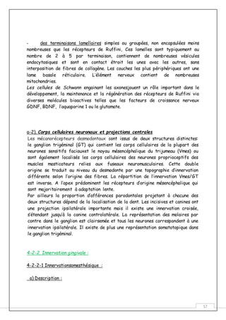 57
- des terminaisons lamellaires simples ou groupées, non encapsulées moins
nombreuses que les récepteurs de Ruffini, Ces lamelles sont typiquement au
nombre de 2 à 5 par terminaison, contiennent de nombreuses vésicules
endocytosiques et sont en contact étroit les unes avec les autres, sans
interposition de fibres de collagène. Les couches les plus périphériques ont une
lame basale réticulaire. L’élément nerveux contient de nombreuses
mitochondries.
Les cellules de Schwann engainant les axonesjouent un rôle important dans le
développement, la maintenance et la régénération des récepteurs de Ruffini via
diverses molécules bioactives telles que les facteurs de croissance nerveux
GDNF, BDNF, l’aquaporine 1 ou le glutamate.
a-2). Corps cellulaires neuronaux et projections centrales
Les mécanorécepteurs desmodontaux sont issus de deux structures distinctes:
le ganglion trigéminal (GT) qui contient les corps cellulaires de la plupart des
neurones sensitifs faciauxet le noyau mésencéphalique du trijumeau (Vmes) ou
sont également localisés les corps cellulaires des neurones proprioceptifs des
muscles masticateurs relies aux fuseaux neuromusculaires. Cette double
origine se traduit au niveau du desmodonte par une topographie d’innervation
différente selon l’origine des fibres. La répartition de l’innervation Vmes/GT
est inverse. A l’apex prédominent les récepteurs d’origine mésencéphalique qui
sont majoritairement à adaptation lente.
Par ailleurs la proportion d’afférences parodontales projetant à chacune des
deux structures dépend de la localisation de la dent. Les incisives et canines ont
une projection ipsilatérale importante mais il existe une innervation croisée,
s’étendant jusqu’à la canine controlatérale. La représentation des molaires par
contre dans le ganglion est clairsemée et tous les neurones correspondent à une
innervation ipsilatérale. Il existe de plus une représentation somatotopique dans
le ganglion trigéminal.
4-2-2. Innervation gingivale :
4-2-2-1 Innervationsomesthésique :
a) Description :
 