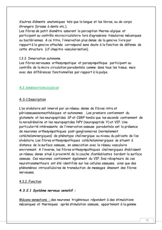 59
d’autres éléments anatomiques tels que la langue et les lèvres, ou de corps
étrangers (brosse à dents etc.).
Les fibres de petit diamètre assurent la perception thermo-algique et
participent au contrôle microcirculatoire lors d’agressions tissulaires mécaniques
ou bactériennes. A ce titre, l’innervation plus dense de la gencive livre par
rapport à la gencive attachée correspond sans doute à la fonction de défense de
cette structure (cf chapitre vascularisation).
1.2.2. Innervation autonome
Les fibres nerveuses orthosympatique et parasympathique participent au
contrôle de la micro circulation parodontale comme dans tous les tissus, mais
avec des différences fonctionnelles par rapport à la pulpe.
4.3. INNERVATION OSSEUSE
4-3-1 Description
L’os alvéolaire est innervé par un réseau dense de fibres intra et
périosseusessomesthésiques et autonomes . Les premiers contiennent du
glutamate et les neuropeptides SP et CGRP tandis que les seconds contiennent de
la noradrénaline et les neuropeptides NPY (neuropeptide Y) et VIP. Une
particularité intéressante de l’innervation osseuse parodontale est la présence
de neurones orthosympathiques post-ganglionnaires (normalement
catécholaminergiques) de phénotype cholinergique au niveau du périoste de l’os
alvéolaire. Les fibres orthosympathiques catécholaminergiques se situent à
distance de la surface osseuse, en association avec le réseau vasculaire
environnant. A l’inverse, les fibres orthosympathiques cholinergiques établissent
un réseau dense situé à proximité de la couche d’ostéoblastes bordant la surface
osseuse. Ces neurones contiennent également du VIP. Des récepteurs de ces
neurotransmetteurs ont été identifiés sur les cellules osseuses, ainsi que des
phénomènes intracellulaires de transduction de messages émanant des fibres
nerveuses.
4.3.2. Fonction
4.3.2.1 Système nerveux sensitif :
Mécano-sensations : des neurones trigéminaux répondant à des stimulations
mécaniques et thermiques après stimulation osseuse, appartenant à la gamme
 