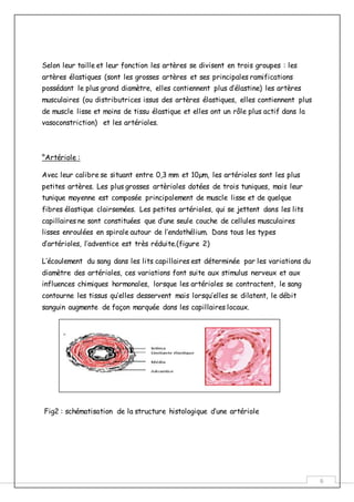 6
Selon leur taille et leur fonction les artères se divisent en trois groupes : les
artères élastiques (sont les grosses artères et ses principales ramifications
possédant le plus grand diamètre, elles contiennent plus d’élastine) les artères
musculaires (ou distributrices issus des artères élastiques, elles contiennent plus
de muscle lisse et moins de tissu élastique et elles ont un rôle plus actif dans la
vasoconstriction) et les artérioles.
°Artériole :
Avec leur calibre se situant entre 0,3 mm et 10µm, les artérioles sont les plus
petites artères. Les plus grosses artèrioles dotées de trois tuniques, mais leur
tunique moyenne est composée principalement de muscle lisse et de quelque
fibres élastique clairsemées. Les petites artérioles, qui se jettent dans les lits
capillaires ne sont constituées que d’une seule couche de cellules musculaires
lisses enroulées en spirale autour de l’endothélium. Dans tous les types
d’artérioles, l’adventice est très réduite.(figure 2)
L’écoulement du sang dans les lits capillaires est déterminée par les variations du
diamètre des artérioles, ces variations font suite aux stimulus nerveux et aux
influences chimiques hormonales, lorsque les artérioles se contractent, le sang
contourne les tissus qu’elles desservent mais lorsqu’elles se dilatent, le débit
sanguin augmente de façon marquée dans les capillaires locaux.
Fig2 : schématisation de la structure histologique d’une artériole
 