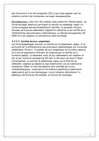 60
des fibres Ad et C ont été enregistrés [25], ce qui laisse supposer que l’os
alvéolaire contient des terminaisons nerveuses mécanosensibles.
Rôle métabolique : outre leur rôle classique dans la détection thermo-algique, les
fibres nerveuses sensitives participent au contrôle du remodelage osseux via
l’action biologique des neurotransmetteurs sécrétés. Le glutamate d’origine
nerveuse participe aux phénomènes d’apposition-résorption et de contrôle de la
différentiation des précurseurs ostéoclastiques. Le rôle des neuropeptides (SP,
CGRP, etc.) est complexe et contradictoire selon les études.
4.3.2.2. Système nerveux sympathique
Les fibres sympathiques exercent un contrôle sur le remaniement osseux, et en
particulier sur la différenciation des précurseurs ostéoclastiques par le biais des
ostéoblastes. En outre, le système nerveux sympathique est un acteur essentiel
de la voie de signalisation efférente de la leptine pour le contrôle de la
formation osseuse. Le mécanisme exact de ces remaniements est complexe et
met en jeu l’action du neuropeptide VIP dont le rôle exact est encore l’objet
d’investigations. Le contrôle du métabolisme osseux par le SNS est un
phénomène complexe qui dépend du type d’ossification. Les os à ossification
enchondrale (fémur et zone rétromolaire) sont contrôlés par la voie
catécholaminergique, le périoste et l’os alvéolaire mandibulaire (ossification
membranaire) par la voie cholinergique. L’os en formation déterminerait le
phénotype des fibres du SN autonome en fonction de l’enveloppe.
 