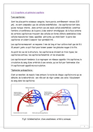 8
2-2-3 capillaire et sphincter capillaire
°Les capillaires :
Sont les plus petits vaisseaux sanguins, leurs parois, extrêmement minces (0,5
µm) , ne sont composées que de cellules endothéliales ; les capillaires n’ont donc
qu’une tunique interne , dans certain cas une seule cellule endothéliale constitue
l’entière circonférence de la paroi, à des endroit stratégiques de la face externe
de certains capillairese trouvent des cellules en forme d’étoile semblables à des
cellules musculaires lisses, appelées péricytes, qui stabilisent la paroi des
capillaires et aident à assurer leur perméabilité .
Les capillaires mesurent en moyenne 1 mm de long et leur calibre n’est que de 8 à
10 µm,soit juste ce qu’il faut pour laisser passer les globules rouges à la file.
Au point de vue de la structure, les capillaires se divisent en trois types, les
capillaires continus, les capillaires fenestrés et les sinusoides
Les capillaires ont tendance à ce regrouper en réseaux appelés :lits capillaires, la
circulation du sang d’une artériole à une veinule, qui se fait par l’entremise d’un
lit capillaireest appelé microcirculation.
°Sphincter précapillaire :
C’est un monchon de muscle lisse entoure la racine de chaque capillairevrai qui se
détache de la mérartériole son rôle est de régir comme une valve l’écoulement
du sang dans les capillaires.
Fig3 :Schématisation d’une anastomose artério veineuse
 