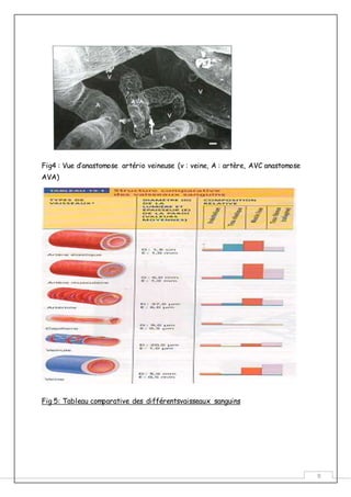 9
Fig4 : Vue d’anastomose artério veineuse (v : veine, A : artère, AVC anastomose
AVA)
Fig 5: Tableau comparative des différentsvaisseaux sanguins
 