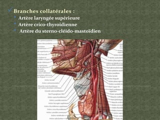 Branches collatérales :
• Artère laryngée supérieure
• Artère crico-thyroidienne
• Artère du sterno-cléido-mastoïdien
 