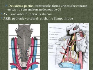 Deuxième partie : transversale, forme une courbe concave
en bas ; a 1 cm environ au dessous de C6
• AV: axe vasculo- nerveux du cou
• ARR: pédicule vertébral et chaine Sympathique
 
