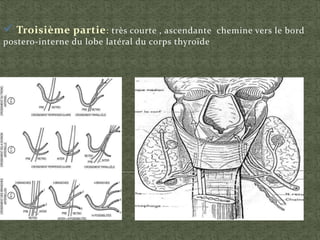  Troisième partie: très courte , ascendante chemine vers le bord
postero-interne du lobe latéral du corps thyroïde
 