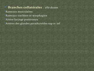 Branches collatérales : elle donne
•Rameaux musculaires
•Rameaux trachéen et œsophagien
•Artère laryngé postérieurs
•Artères des glandes parathyroïdes sup et inf
 