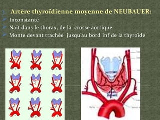 3. Artère thyroïdienne moyenne de NEUBAUER:
 Inconstante
 Nait dans le thorax, de la crosse aortique
 Monte devant trachée jusqu’au bord inf de la thyroïde
 