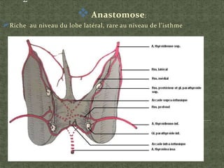  Anastomose:
Riche au niveau du lobe latéral, rare au niveau de l’isthme
 