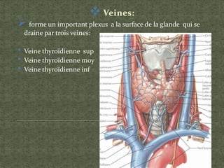  Veines:
 forme un important plexus a la surface de la glande qui se
draine par trois veines:
• Veine thyroïdienne sup
• Veine thyroïdienne moy
• Veine thyroïdienne inf
 