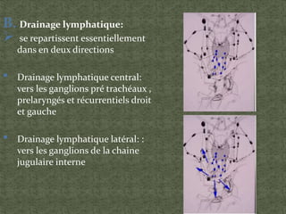 B. Drainage lymphatique:
 se repartissent essentiellement
dans en deux directions
• Drainage lymphatique central:
vers les ganglions pré trachéaux ,
prelaryngés et récurrentiels droit
et gauche
• Drainage lymphatique latéral: :
vers les ganglions de la chaine
jugulaire interne
 