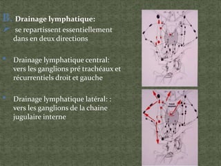 B. Drainage lymphatique:
 se repartissent essentiellement
dans en deux directions
• Drainage lymphatique central:
vers les ganglions pré trachéaux et
récurrentiels droit et gauche
• Drainage lymphatique latéral: :
vers les ganglions de la chaine
jugulaire interne
 