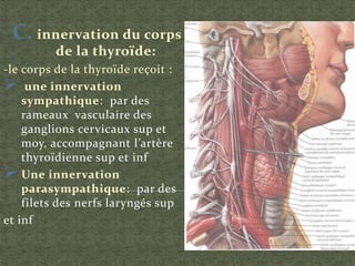 C. innervation du corps
de la thyroïde:
-le corps de la thyroïde reçoit :
 une innervation
sympathique: par des
rameaux vasculaire des
ganglions cervicaux sup et
moy, accompagnant l’artère
thyroïdienne sup et inf
 Une innervation
parasympathique: par des
filets des nerfs laryngés sup
et inf
 