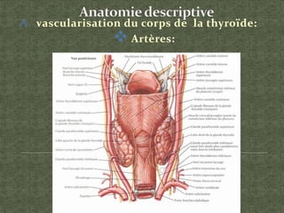 A. vascularisation du corps de la thyroïde:
 Artères:
 