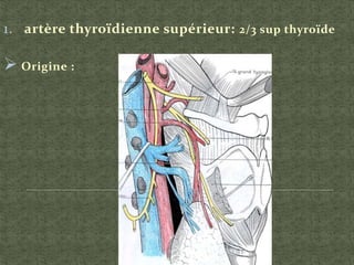 1. artère thyroïdienne supérieur: 2/3 sup thyroïde
 Origine :
 