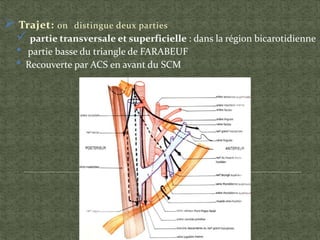  Trajet: on distingue deux parties
partie transversale et superficielle : dans la région bicarotidienne
• partie basse du triangle de FARABEUF
• Recouverte par ACS en avant du SCM
 