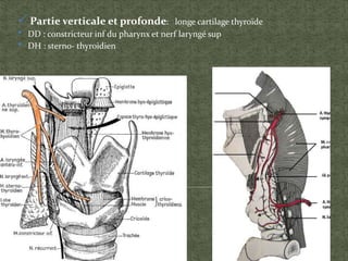  Partie verticale et profonde: longe cartilage thyroïde
• DD : constricteur inf du pharynx et nerf laryngé sup
• DH : sterno- thyroidien
 