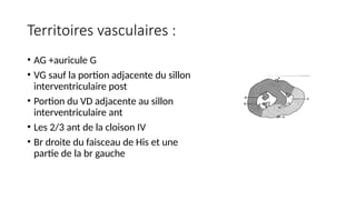 Territoires vasculaires :
• AG +auricule G
• VG sauf la portion adjacente du sillon
interventriculaire post
• Portion du VD adjacente au sillon
interventriculaire ant
• Les 2/3 ant de la cloison IV
• Br droite du faisceau de His et une
partie de la br gauche
 