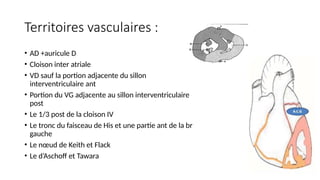 Territoires vasculaires :
• AD +auricule D
• Cloison inter atriale
• VD sauf la portion adjacente du sillon
interventriculaire ant
• Portion du VG adjacente au sillon interventriculaire
post
• Le 1/3 post de la cloison IV
• Le tronc du faisceau de His et une partie ant de la br
gauche
• Le nœud de Keith et Flack
• Le d’Aschoff et Tawara
 