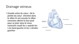 Drainage veineux:
• Grande veine du cœur : de la
pointe du cœur chemine dans
le sillon IV ant ensuite le sillon
coronaire atteint la face post
pour se jeter dans le sinus
coronaire reçoit les v septale les
v du bord gauche et les v atriales
gauches
 
