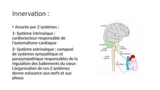 Innervation :
• Assurée par 2 systèmes :
1- Système intrinsèque :
cardionecteur responsable de
l’automatisme cardiaque
2- Système extrinsèque : composé
de systèmes sympathique et
parasympathique responsables de la
régulation des battements du cœur;
L’organisation de ces 2 systèmes
donne naissance aux nerfs et aux
plexus
 