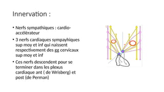 Innervation :
• Nerfs sympathiques : cardio-
accélérateur
• 3 nerfs cardiaques sympayhiques
sup moy et inf qui naissent
respectivement des gg cervicaux
sup moy et inf
• Ces nerfs descendent pour se
terminer dans les plexus
cardiaque ant ( de Wrisberg) et
post (de Perman)
 