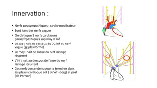 Innervation :
• Nerfs parasympathiques : cardio-modérateur
• Sont issus des nerfs vagues
• On distingue 3 nerfs cardiaques
parasympayhiques sup moy et inf
• Le sup : nait au dessous du GG inf du nerf
vague (gg plexiforme)
• Le moy : nait de l’anse du nerf laryngé
récurrent
• L’inf : nait au dessous de l’anse du nerf
laryngé récurrent
• Ces nerfs descendent pour se terminer dans
les plexus cardiaque ant ( de Wrisberg) et post
(de Perman)
 