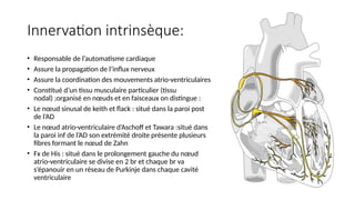 Innervation intrinsèque:
• Responsable de l’automatisme cardiaque
• Assure la propagation de l’influx nerveux
• Assure la coordination des mouvements atrio-ventriculaires
• Constitué d’un tissu musculaire particulier (tissu
nodal) ;organisé en nœuds et en faisceaux on distingue :
• Le nœud sinusal de keith et flack : situé dans la paroi post
de l’AD
• Le nœud atrio-ventriculaire d’Aschoff et Tawara :situé dans
la paroi inf de l’AD son extrémité droite présente plusieurs
fibres formant le nœud de Zahn
• Fx de His : situé dans le prolongement gauche du nœud
atrio-ventriculaire se divise en 2 br et chaque br va
s’épanouir en un réseau de Purkinje dans chaque cavité
ventriculaire
 