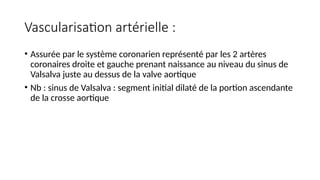 Vascularisation artérielle :
• Assurée par le système coronarien représenté par les 2 artères
coronaires droite et gauche prenant naissance au niveau du sinus de
Valsalva juste au dessus de la valve aortique
• Nb : sinus de Valsalva : segment initial dilaté de la portion ascendante
de la crosse aortique
 