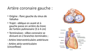 Artère coronaire gauche :
• Origine : flanc gauche du sinus de
Valsalva
• Trajet : oblique en avant et à
gauche passe en arrière du tronc
de l’artère pulmonaire (3 à 4 cm)
• Terminaison : sillon coronaire se
divisant en 2 branches terminales ;
- Artère interventriculaire antérieure
- Artère atrio-ventriculaire
(circonflexe)
 