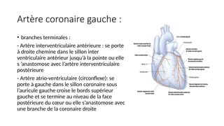 Artère coronaire gauche :
• branches terminales :
- Artère interventriculaire antérieure : se porte
à droite chemine dans le sillon inter
ventriculaire antérieur jusqu’à la pointe ou elle
s ’anastomose avec l’artère interventriculaire
postérieure
- Artère atrio-ventriculaire (circonflexe): se
porte à gauche dans le sillon coronaire sous
l’auricule gauche croise le bords supérieur
gauche et se termine au niveau de la face
postérieure du cœur ou elle s’anastomose avec
une branche de la coronaire droite
 