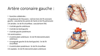 Artère coronaire gauche :
• branches collatérales :
1-A graisseuse de Vieussens : nait du tronc de l’A coronaire
gauche ; vascularise les parois de l’aorte et de l’A pulmonaire
2-A atriales : br de l’A circonflexe ; vascularisent l’AG
• A atriale gauche antérieure
• A atriale du bord gauche
• A atriale gauche postérieure
3-A ventriculaires :
• A ventriculaire antérieure : br de l’A interventriculaire
antérieure
• A marginale gauche (A du bord gauche) : br de l’A
circonflexe
• A ventriculaire postérieure : br de l’A circonflexe
4-A septales : br de l’A interventriculaire antérieure
 