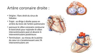 Artère coronaire droite :
• Origine : flanc droit du sinus de
Valsalva
• Trajet : se dirige à droite passe en
arrière du tronc de l’artère pulmonaire
• parcoure le sillon coronaire contourne
le bord droit pour rejoindre le sillon
interventriculaire post et devenir A
interventriculaire postérieure
• Terminaison : au niveau de la pointe
du cœur en s’anastomosant avec l’A
interventriculaire ant
 