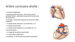 Artère coronaire droite :
• branches collatérales :
1-A graisseuse de Vieussens : nait du tronc de l’A
coronaire droite ; vascularise les parois de l’aorte et de
l’A pulmonaire
2-A atriales : naissent du segment qui traverse le sillon
coronaire
• A atriale droite antérieure: au nombre de 1 à 2
• A atriale du bord droit
• A atriale droite postérieure: au nombre de 1 à 2
3-A ventriculaires :
• A marginale droite(A du bord droit) :
• A ventriculaire postérieure :
4-A septales : br de l’A interventriculaire postérieure
 
